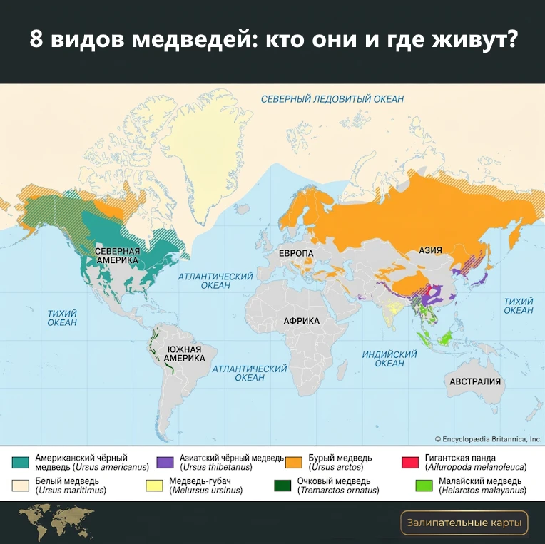 В этом году очень много пишут про медведей – нападения, выход к местам проживания людей...