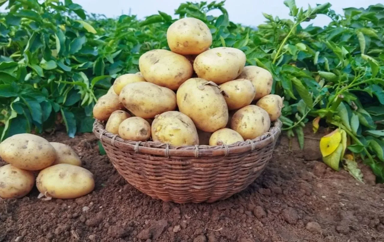 Картофель свежий урожай цена за куль 1800руб в куле 50кг есть Кули по 30 кг за 1300р до...