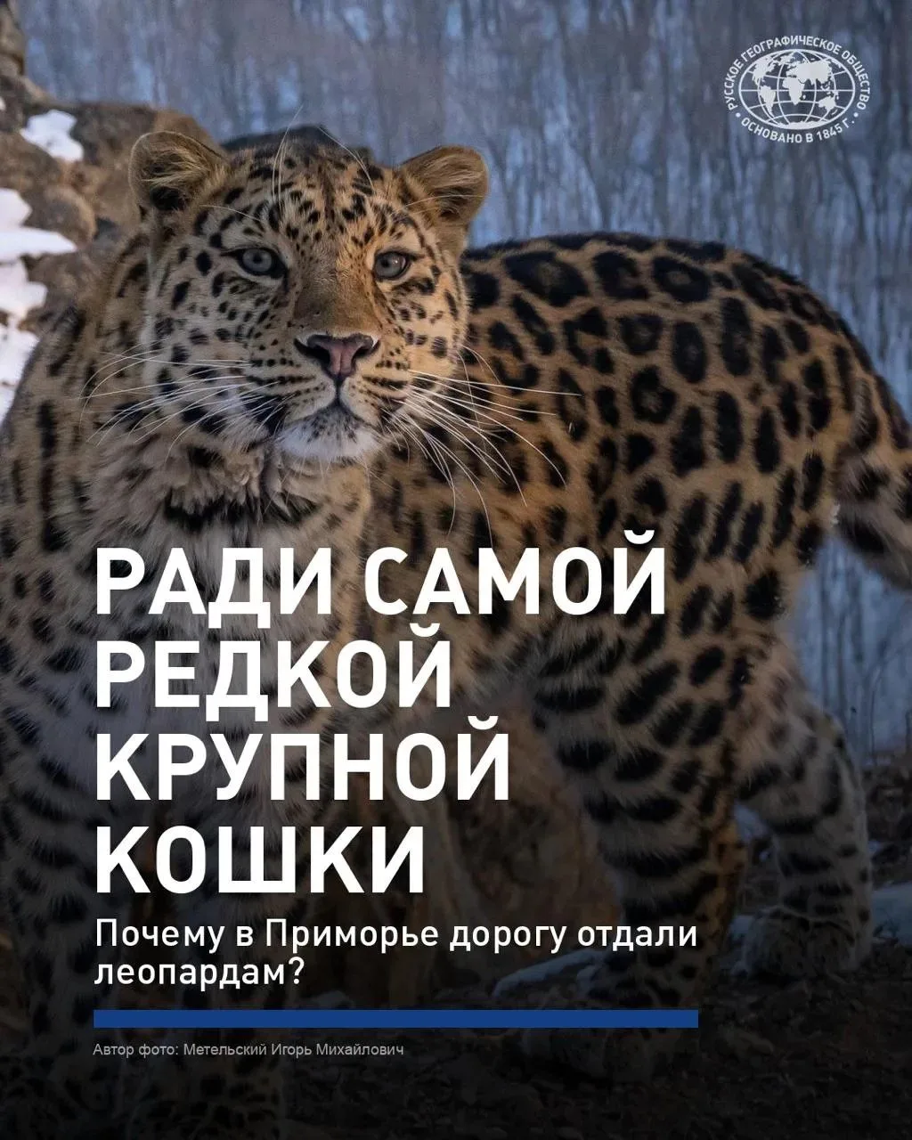 🐆 Несколько десятилетий назад дальневосточный леопард был на грани исчезновения