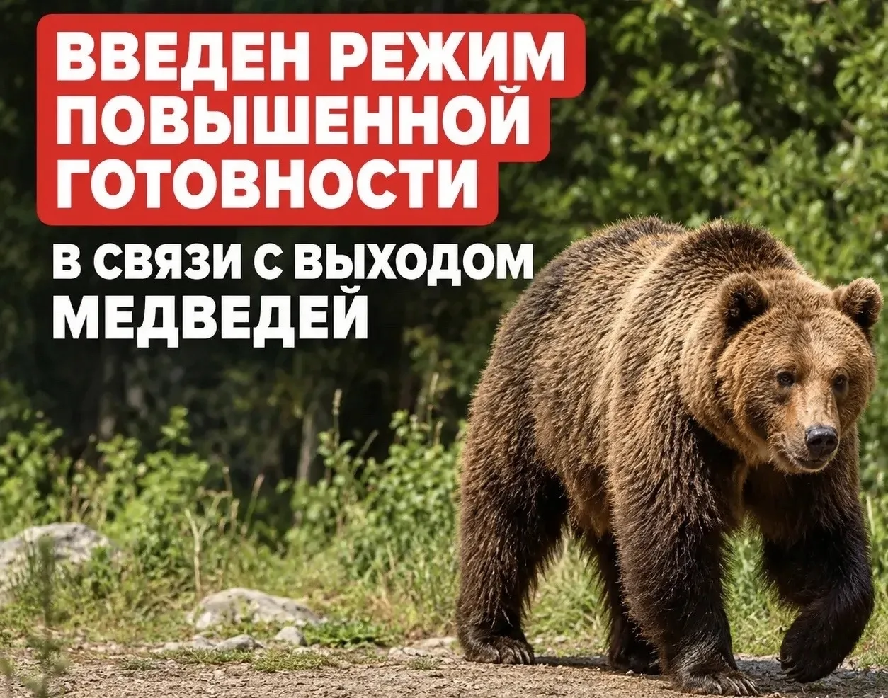 🚨 В Усть-Илимске из-за медведей ввели режим повышенной готовности