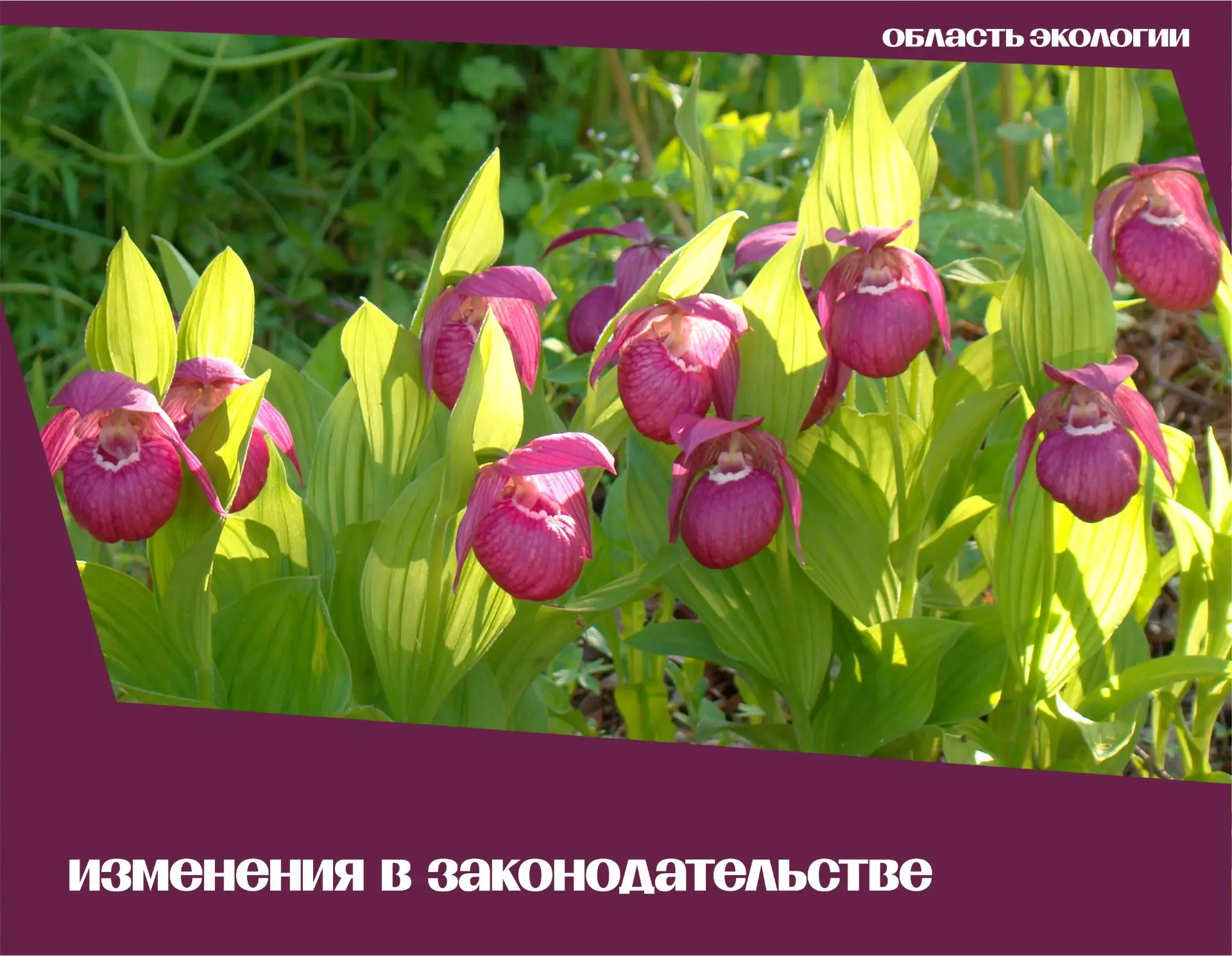 🍀 НОВЫЕ ПРАВИЛА ОХРАНЫ КРАСНОКНИЖНЫХ РАСТЕНИЙ С 1 СЕНТЯБРЯ 2026 ГОДА! 

☝️ С 1 сентября вступают в 