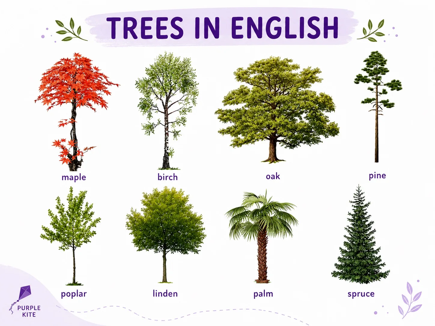 🌳 Trees in English