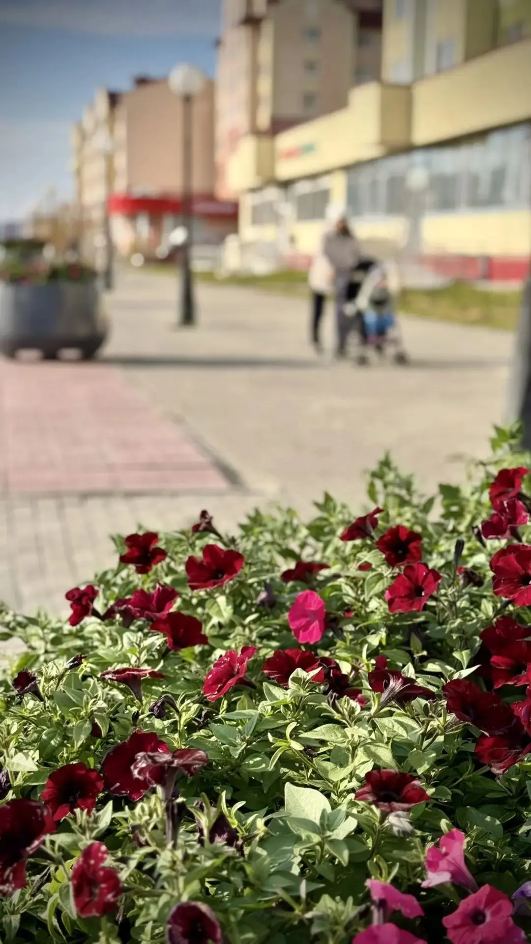 🌼 В Новом Уренгое пешеходную зону украсили цветочными вазонами