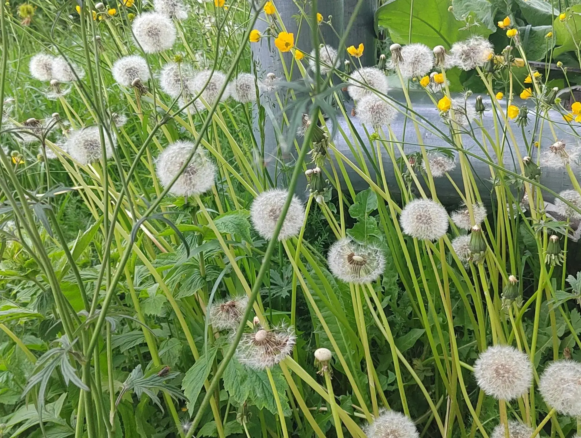 Солнышко в траве горит —
Одуванчик нам манит! 🌼
Дунем — пух летит, кружится,
В сказку детства возвр