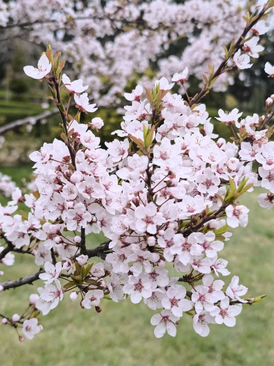 🌸 Наступает волшебное время цветения сакуры в Донецком ботаническом саду!