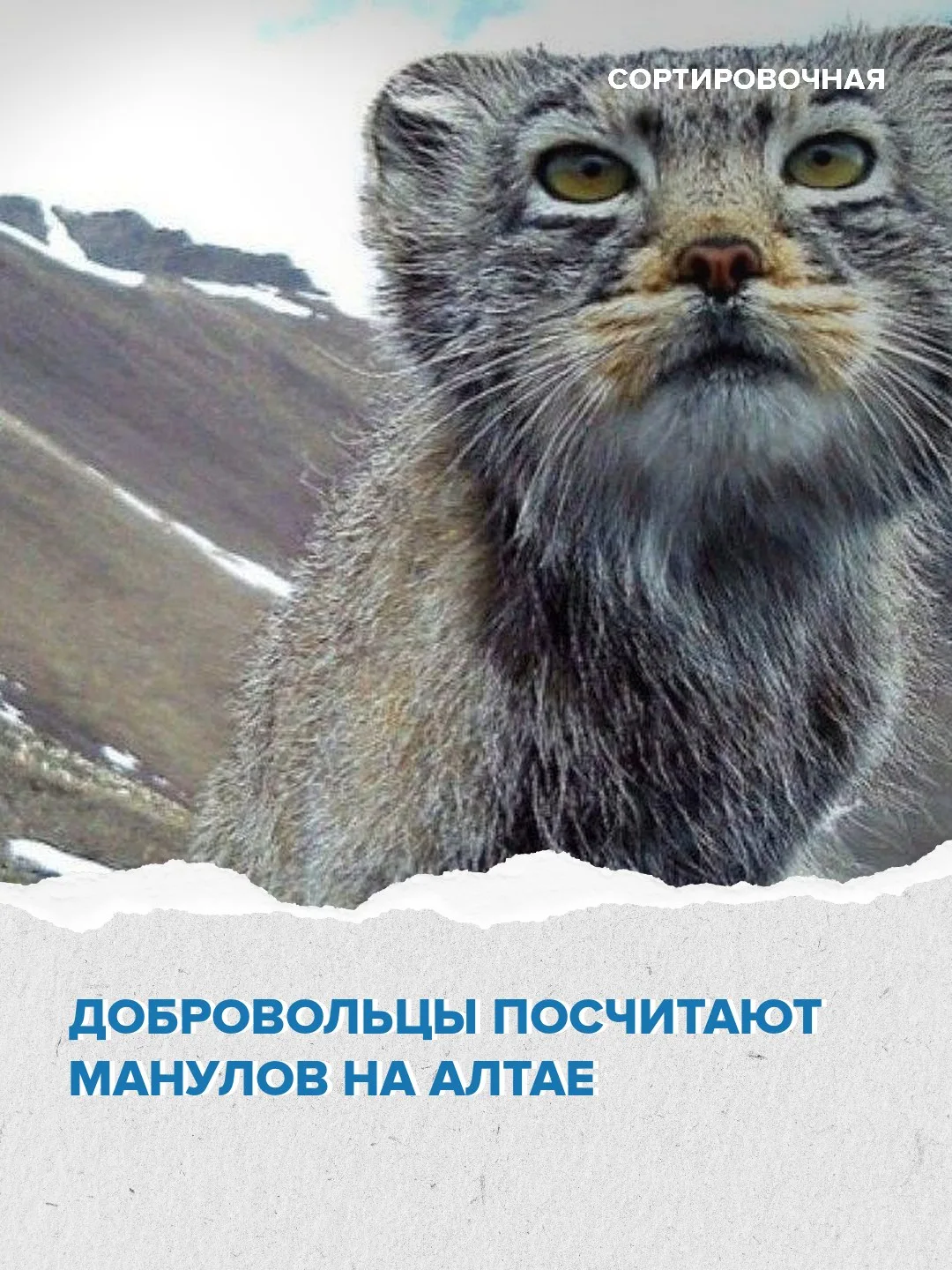 😊 В Алтайском крае можно принять участие в экспедиции «По следам пушистого манула»