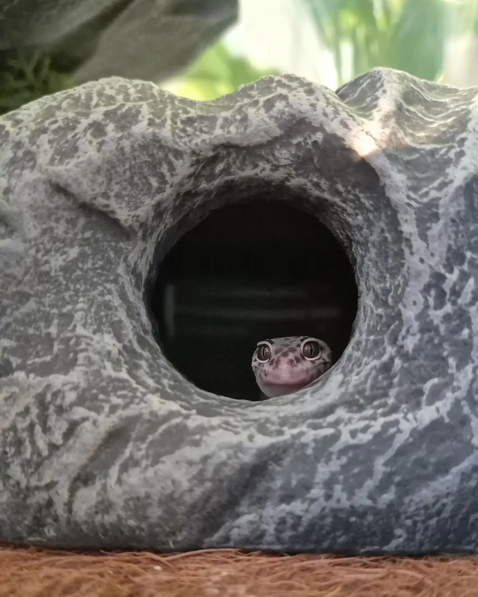 Доброе утро от Эу! 👀 🦎