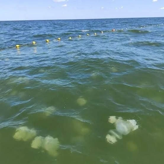 Медузы продолжают мешать промыслу в Азовском море