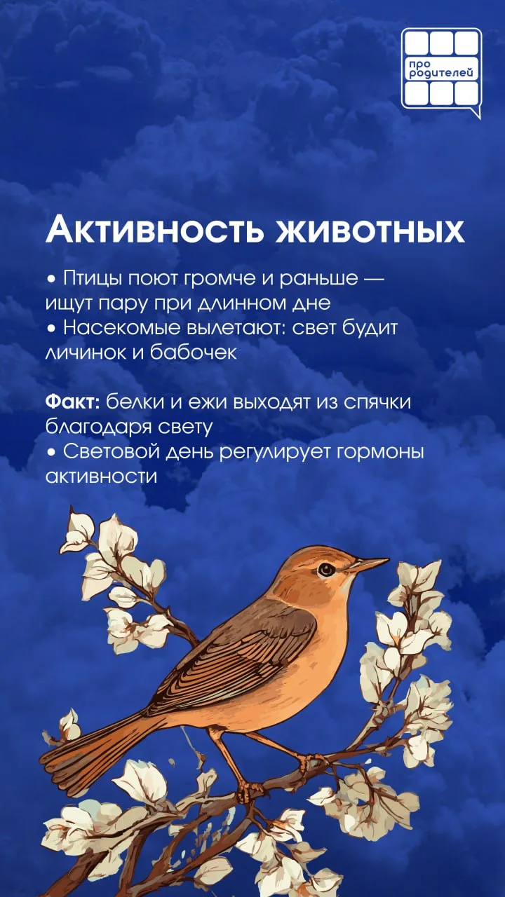 🌅 Знаете ли вы, почему весной дни удлиняются?    🌎 Весна приносит не только тепло, но и увеличение с