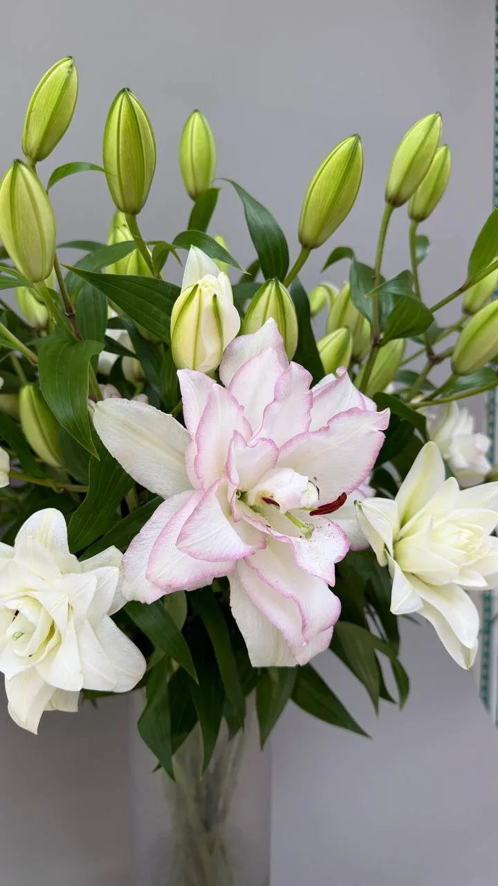 Пионовидные лилии 🌸
В наличии , 650₽/шт🤍

Для заказа и брони пишите в сообщения! @Lis_Garden❤️