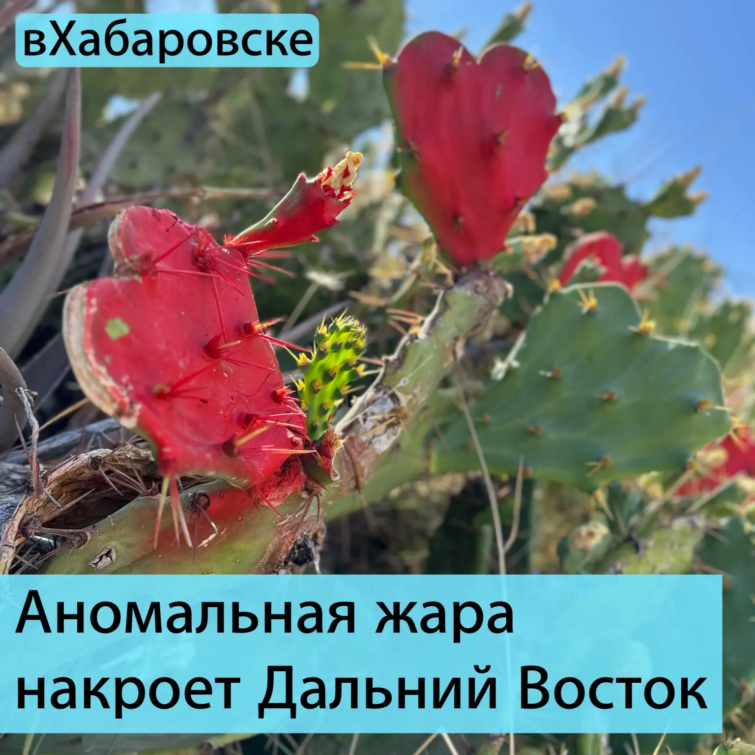 Аномальная жара накроет Дальний Восток