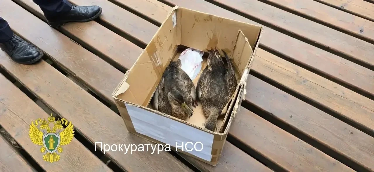 В Новосибирске прокуратура проводит проверку по факту массовой гибели уток в парке «Кам...