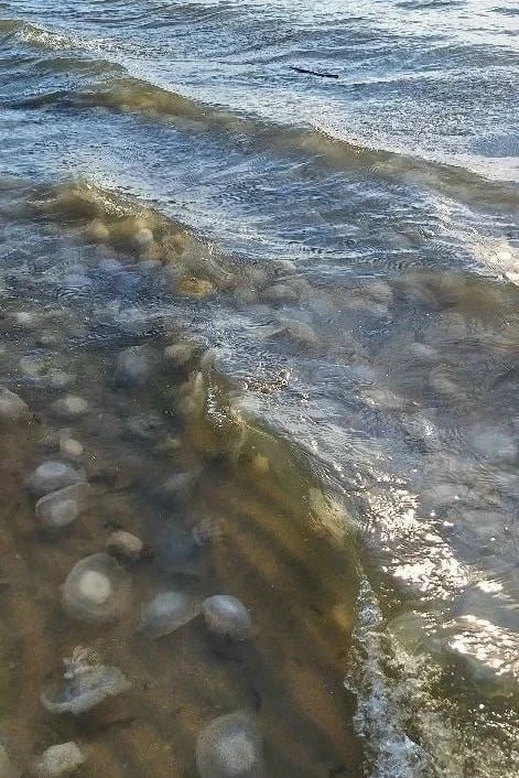 ❗️Огромное количество медуз зафиксировали в южной части Азовского моря