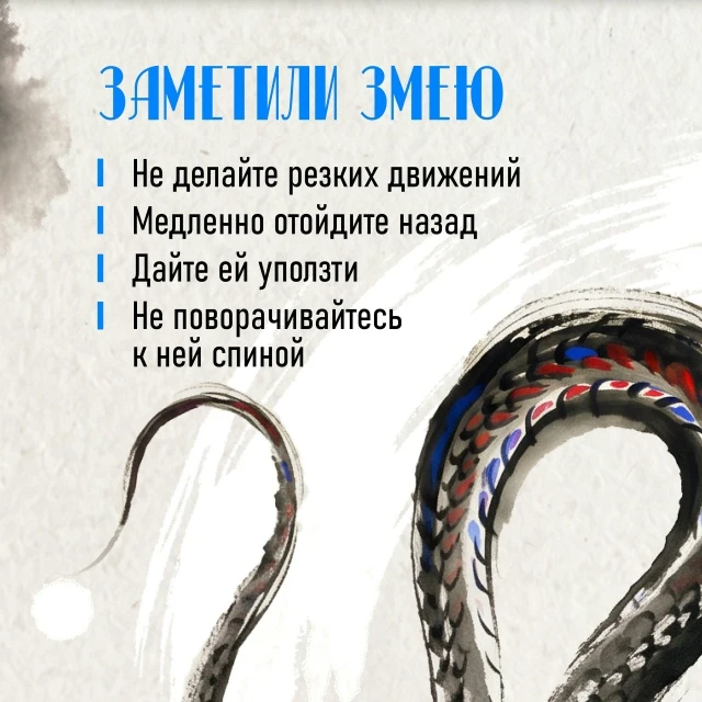 Как вести себя при встрече со змеёй

🐍 Летом в Приморье змеи активны. Их можно встретить на даче, у