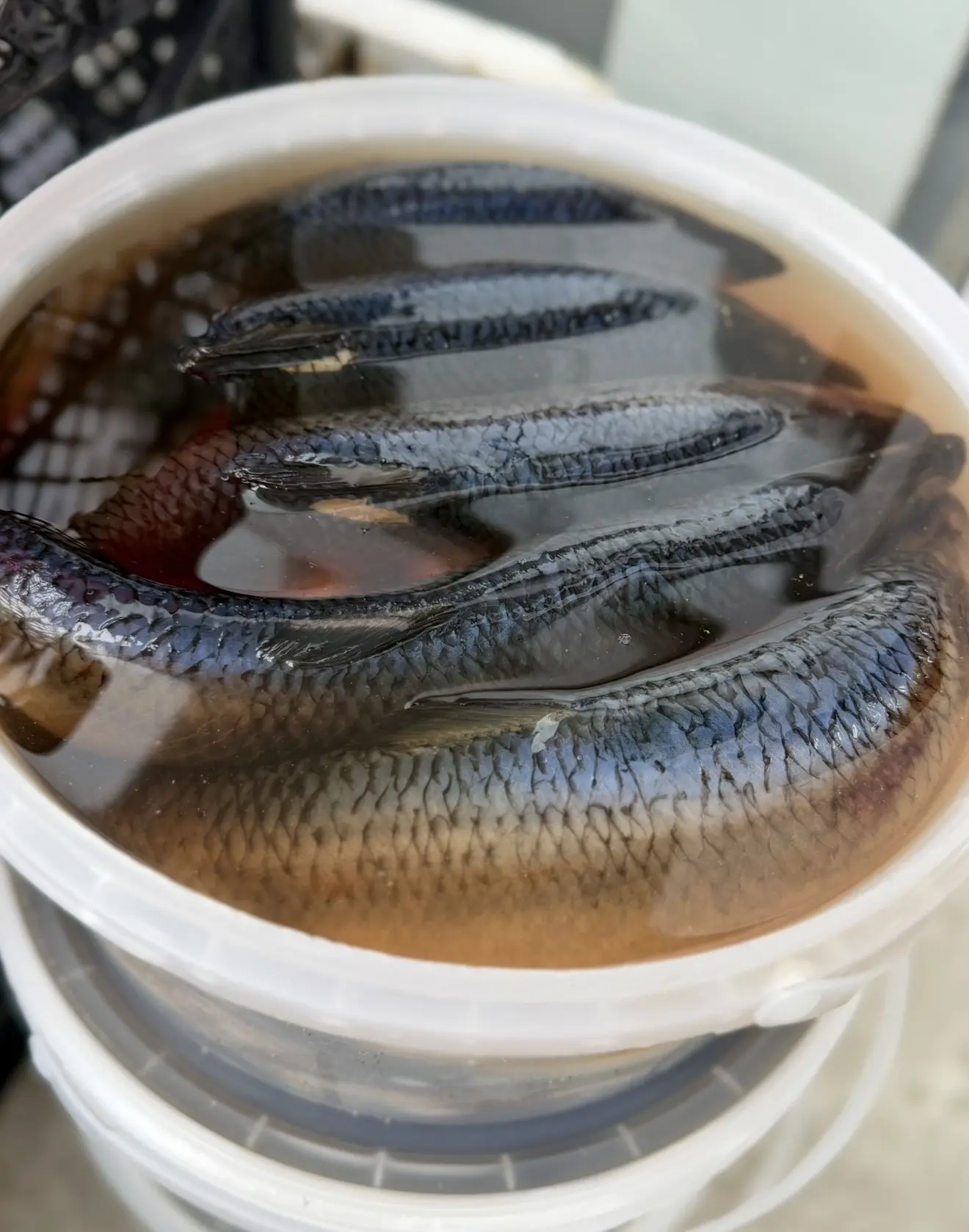 🔥 Свежий привоз в «Первый Ягодный»!  🐟 Олюторская сельдь слабосолёная — 490 ₽/кг  Идеальный баланс с