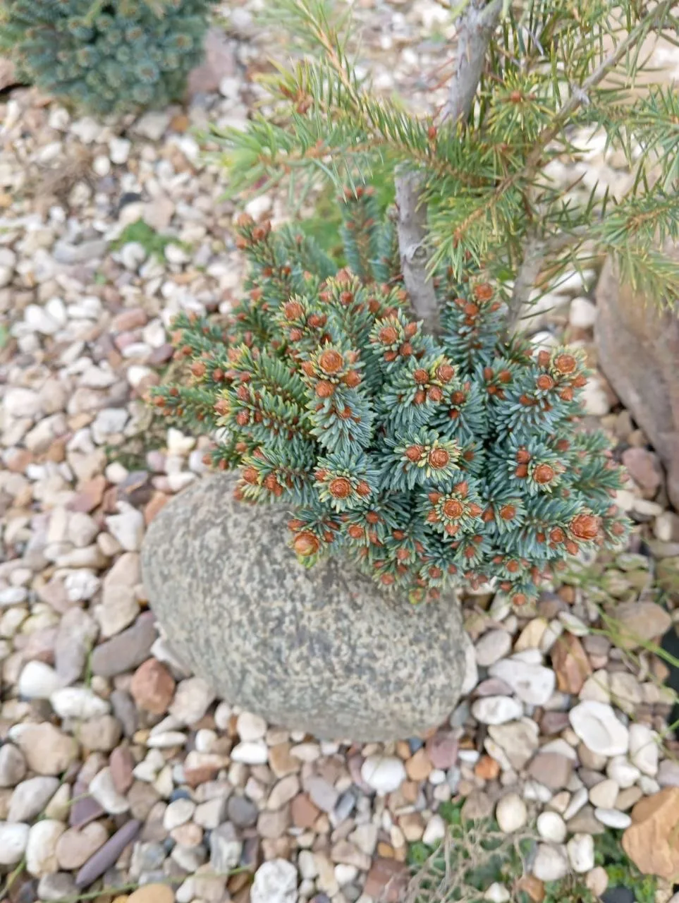Picea glauca 'Borges'
Ель канадская

Тверская область
Возраст: 5 лет
Сад коллекционера Fedos
#Ель
#Е