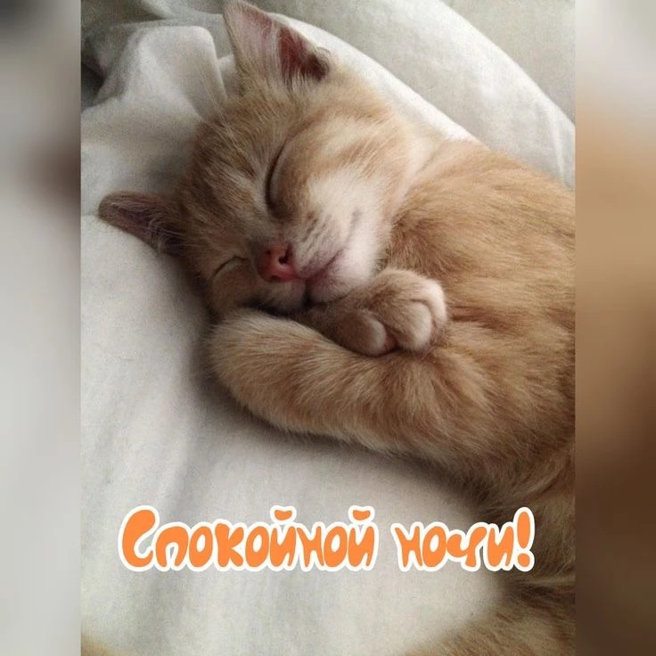 Котаны • подписаться 
Наш второй канал • Пушистики