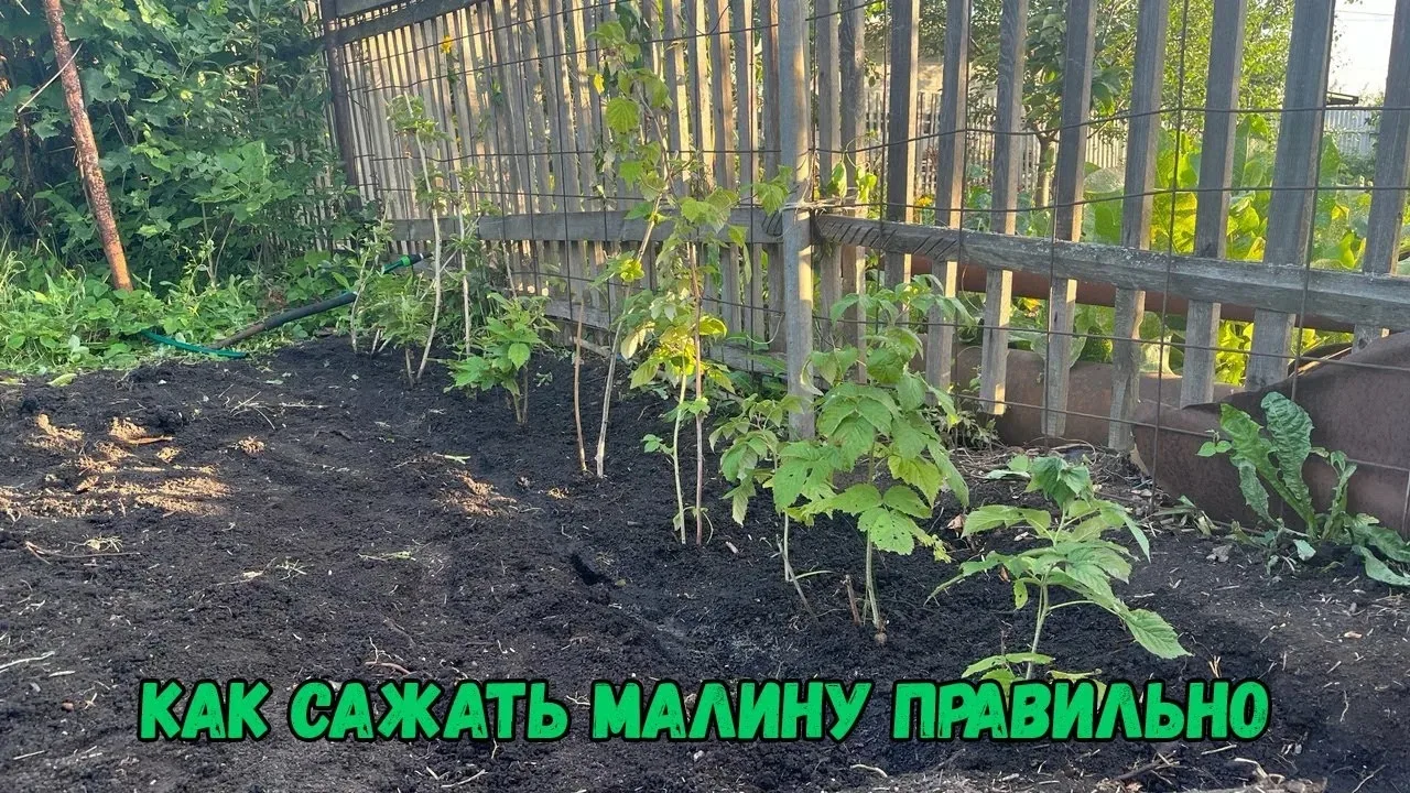 Подготовка саженца малины ОКС к посадке

✅Осмотр коней: Обрежьте сухие  или поврежденные корешки до 