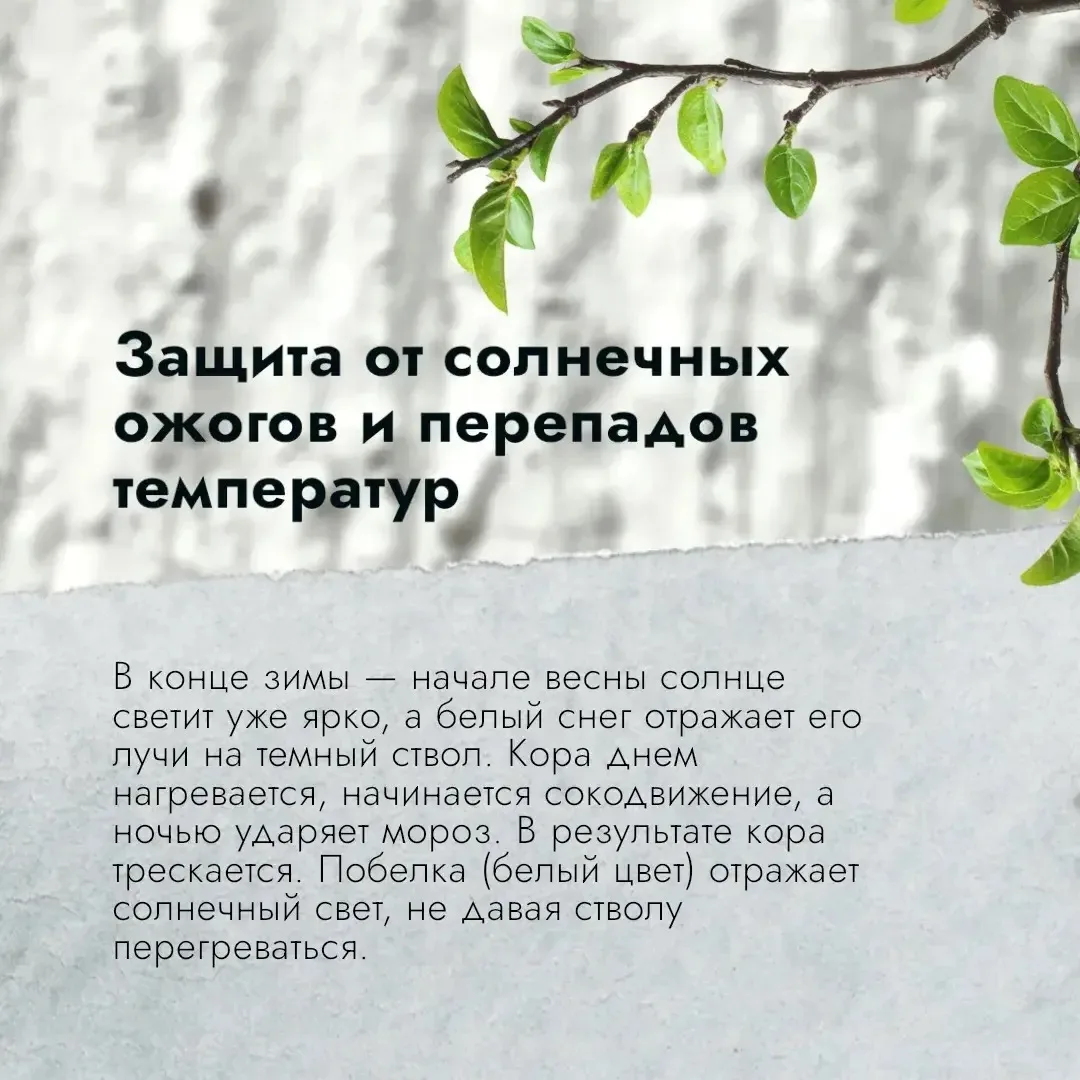 🌳В Чебоксарах проходят работы в рамках майской побелки деревьев   🌿 Обработка стволов деревьев в это