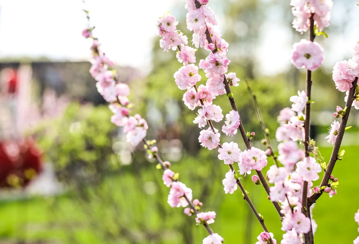 🌸Наш цветущий Яблоневый сквер. Всем отличного дня!   https://t.me/vdv_volkov_chat