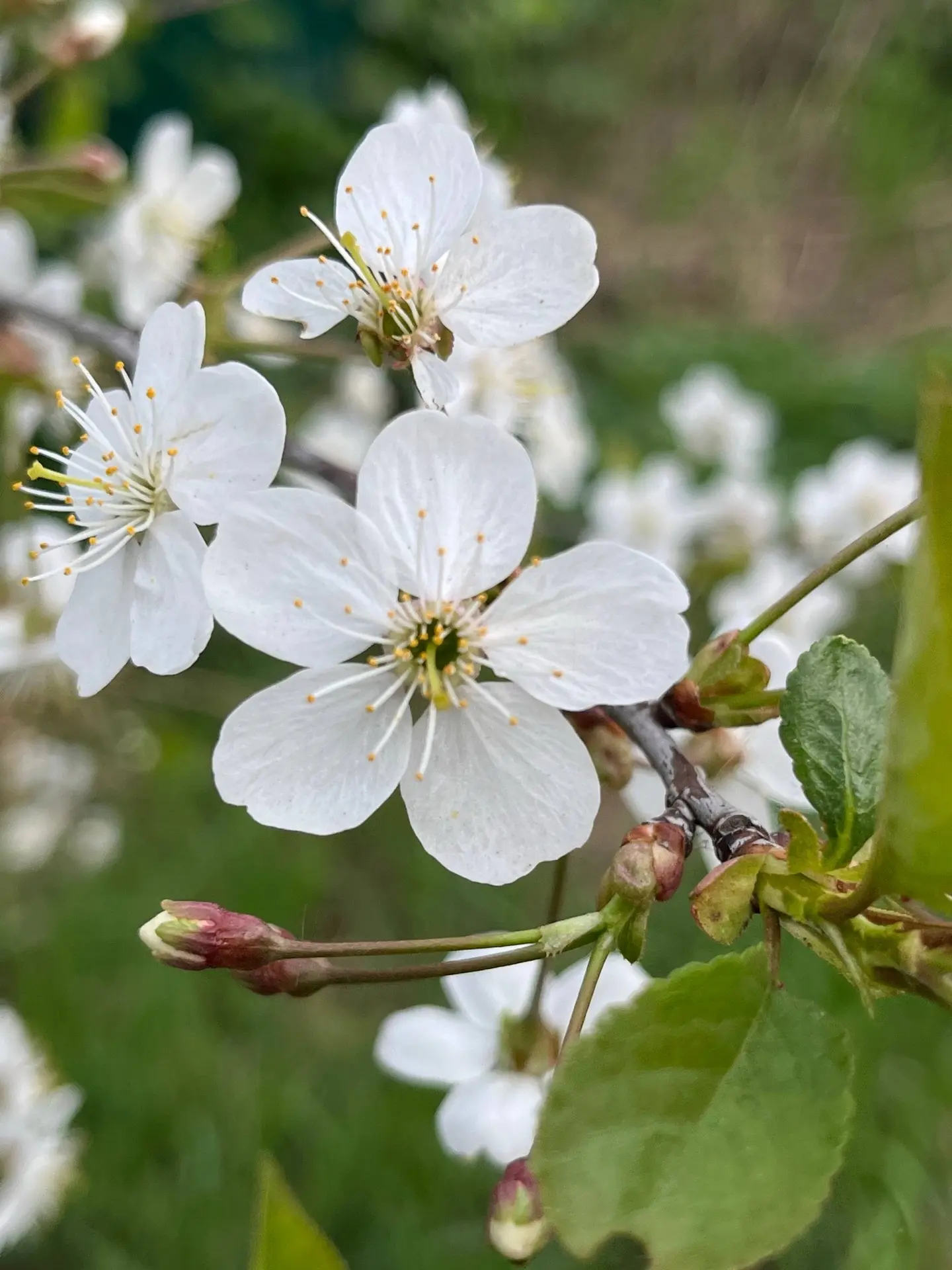 🌸ПРОБУЖДЕНИЕ ПРИРОДЫ