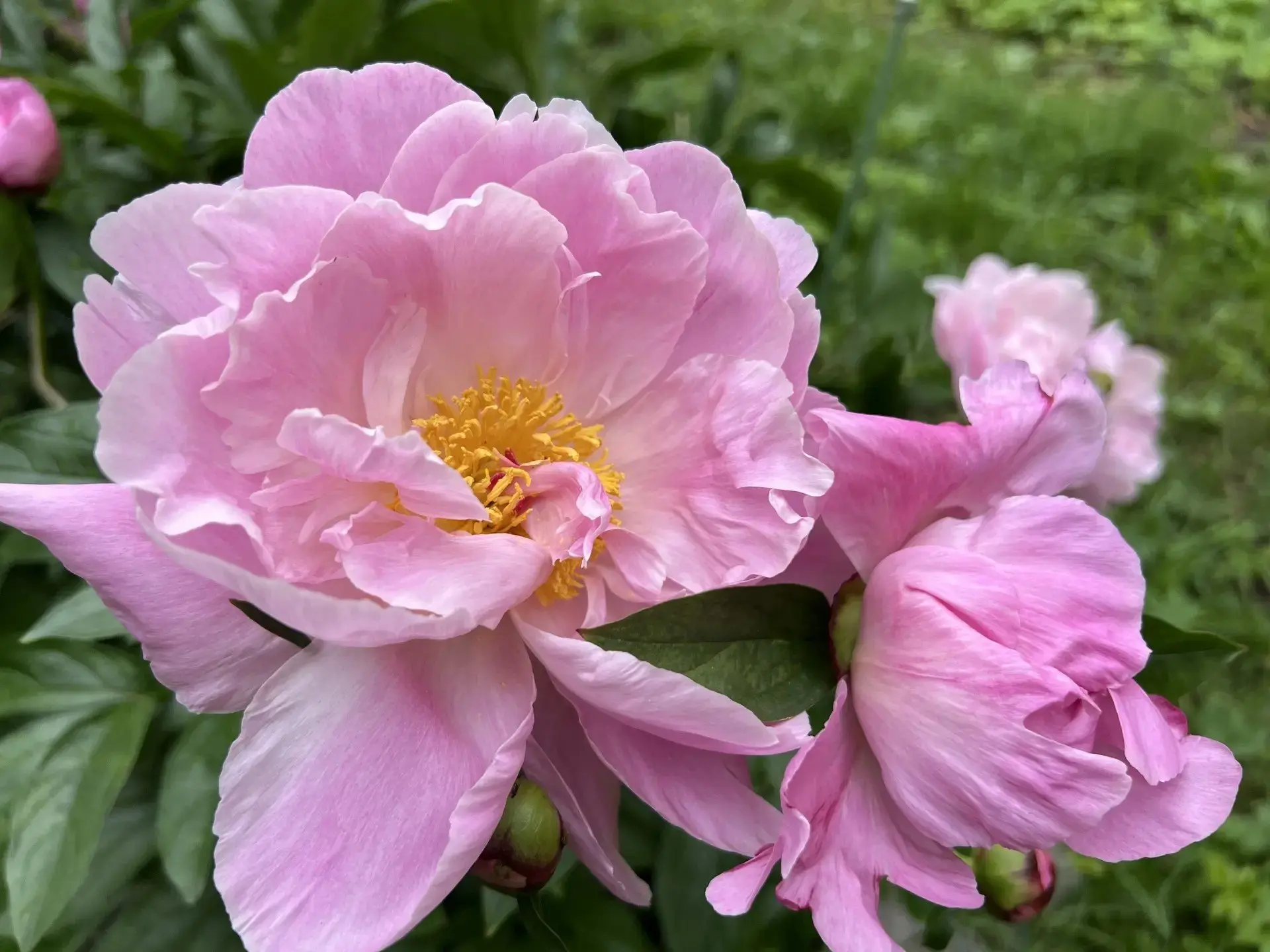 Доброе утро!🌷

22 июня. Днём до +26°, местами дождь, ночью гроза и туман. Ветер до 12 м/с.

Хорошей