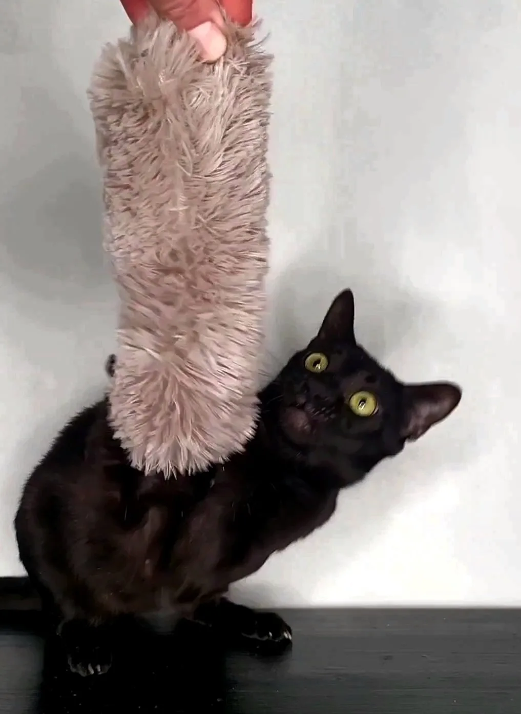 🐈🐛🐅Утро. Котик ходит скучный, будто весь мир потерял смысл. Ты достаёшь игрушку — и ...