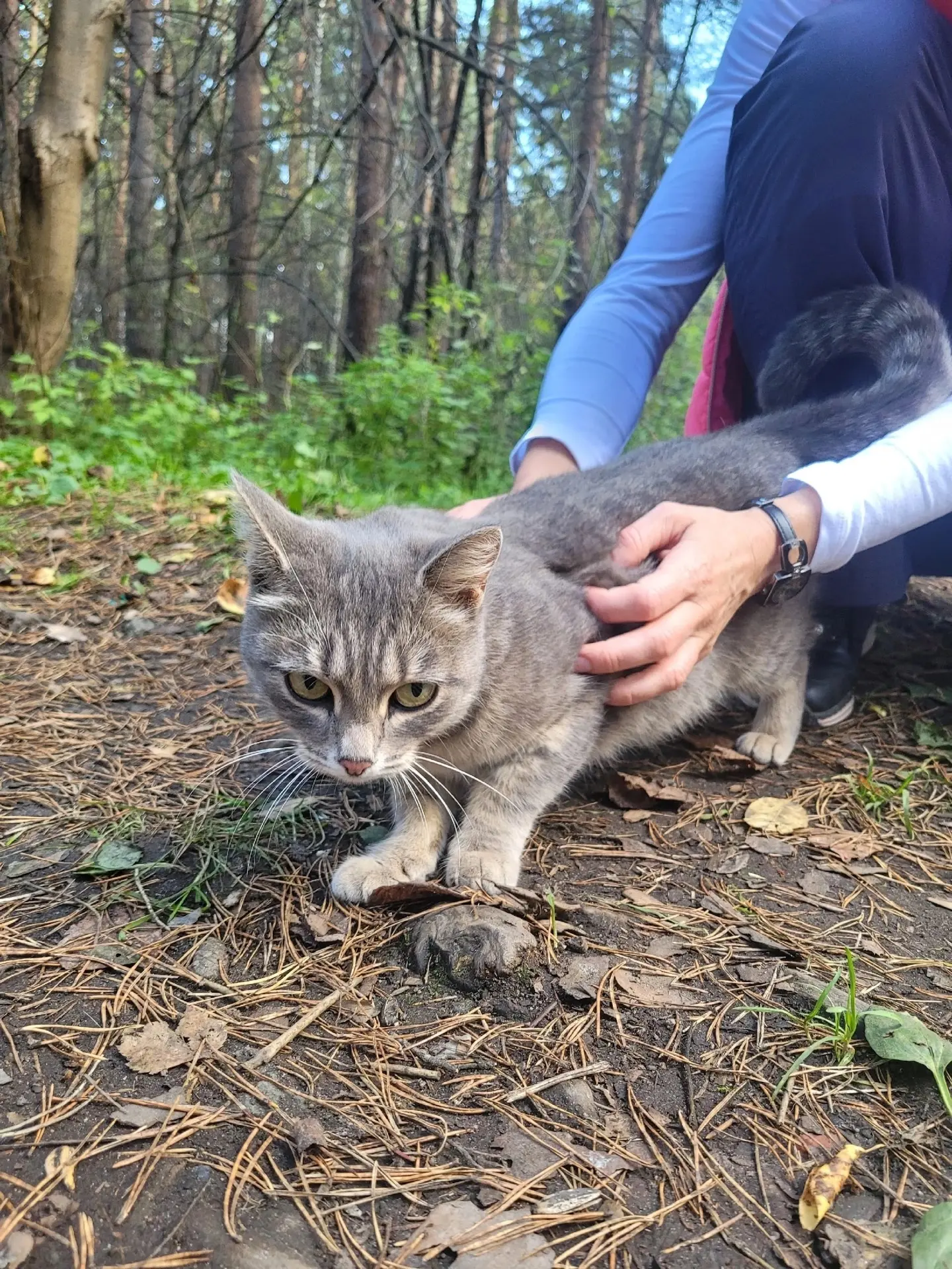 Замечена кошка /кот, окрас серый полосатый (Екатеринбург, Уралмаш)