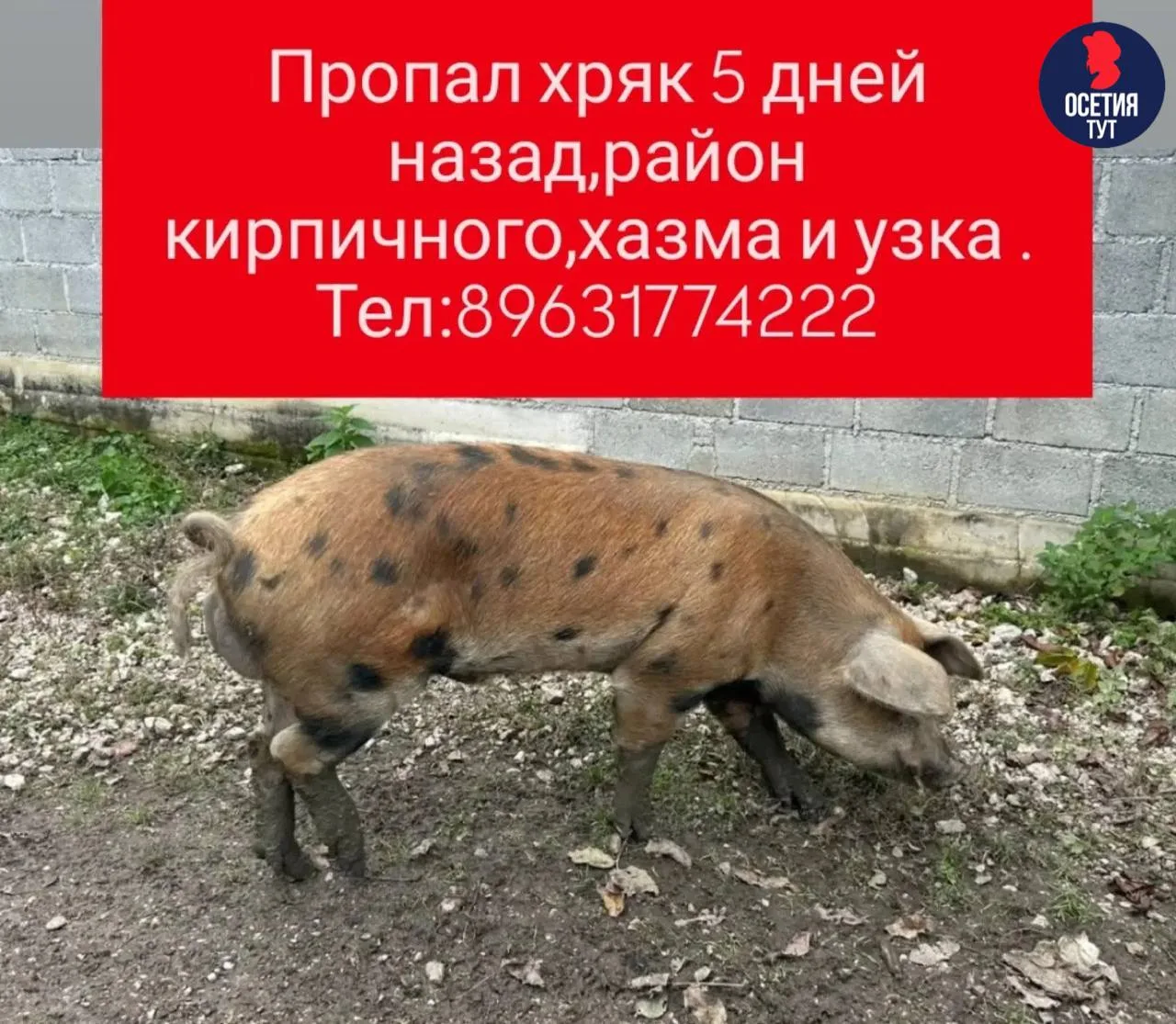 🐷В Алагире пропал хряк тигровой расцветки.