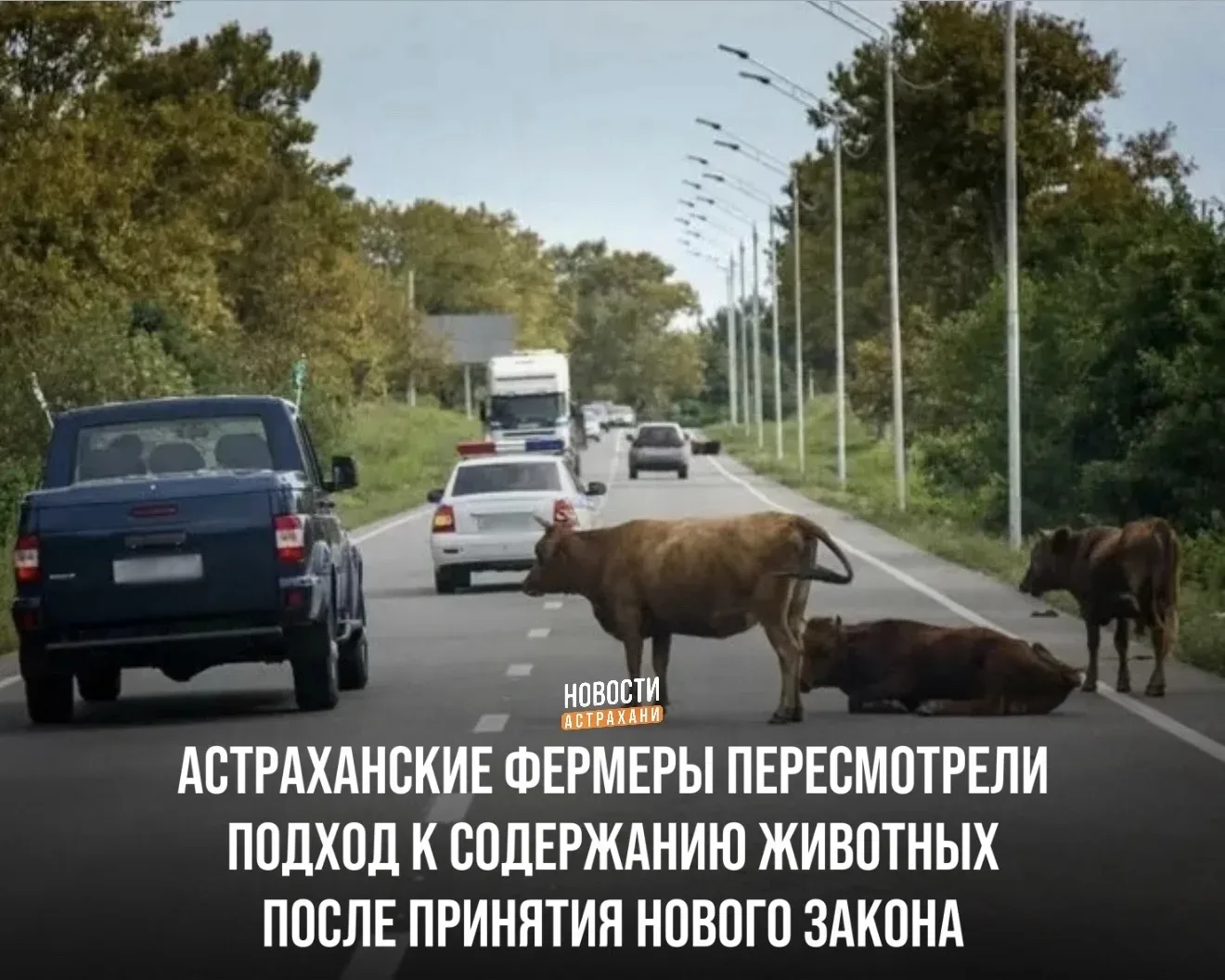 📌После того как в регионе начали отлавливать безнадзорных крупных рогатых животных и о...