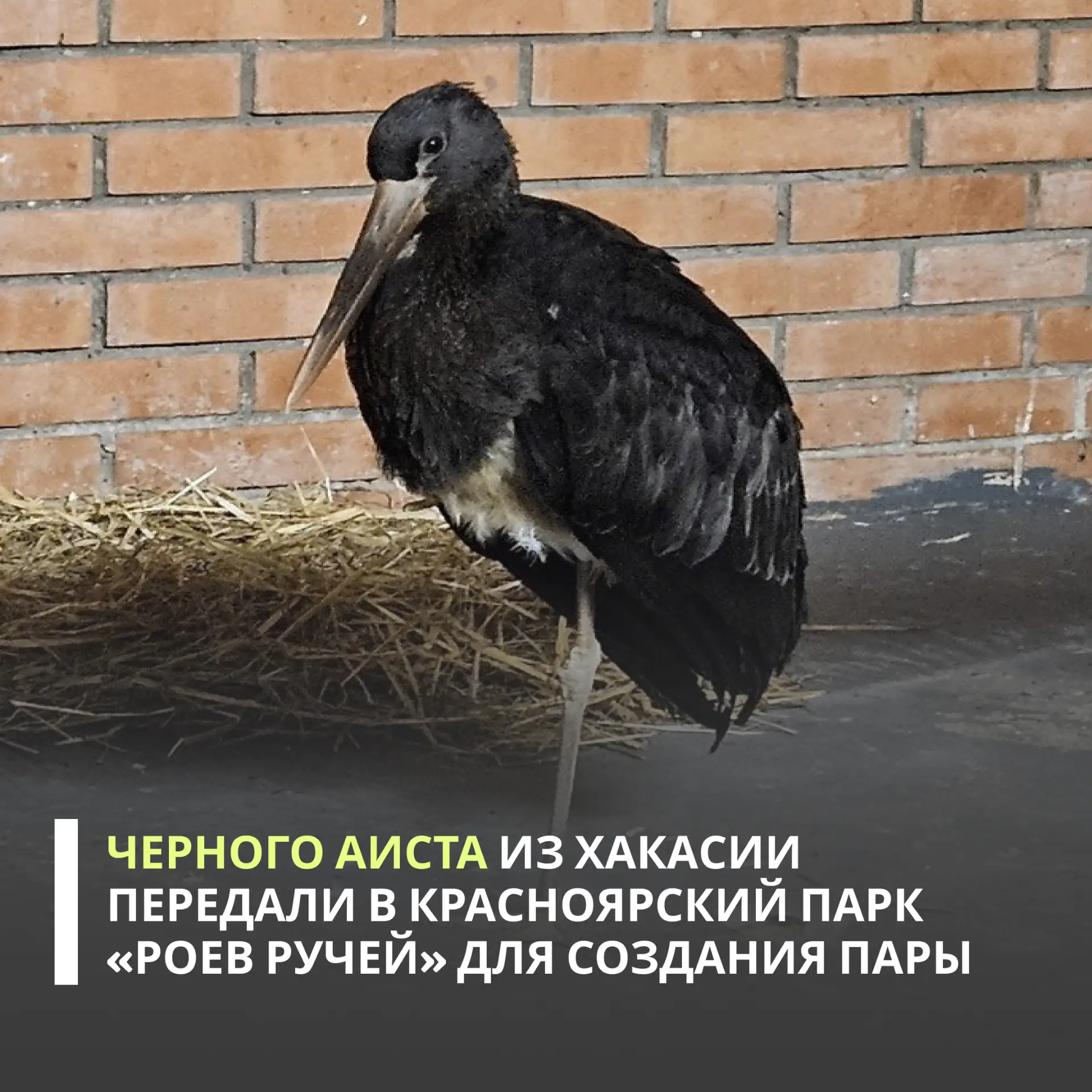 Росприроднадзор выдал разрешение на передачу краснокнижного черного аиста в Красноярский парк флоры 