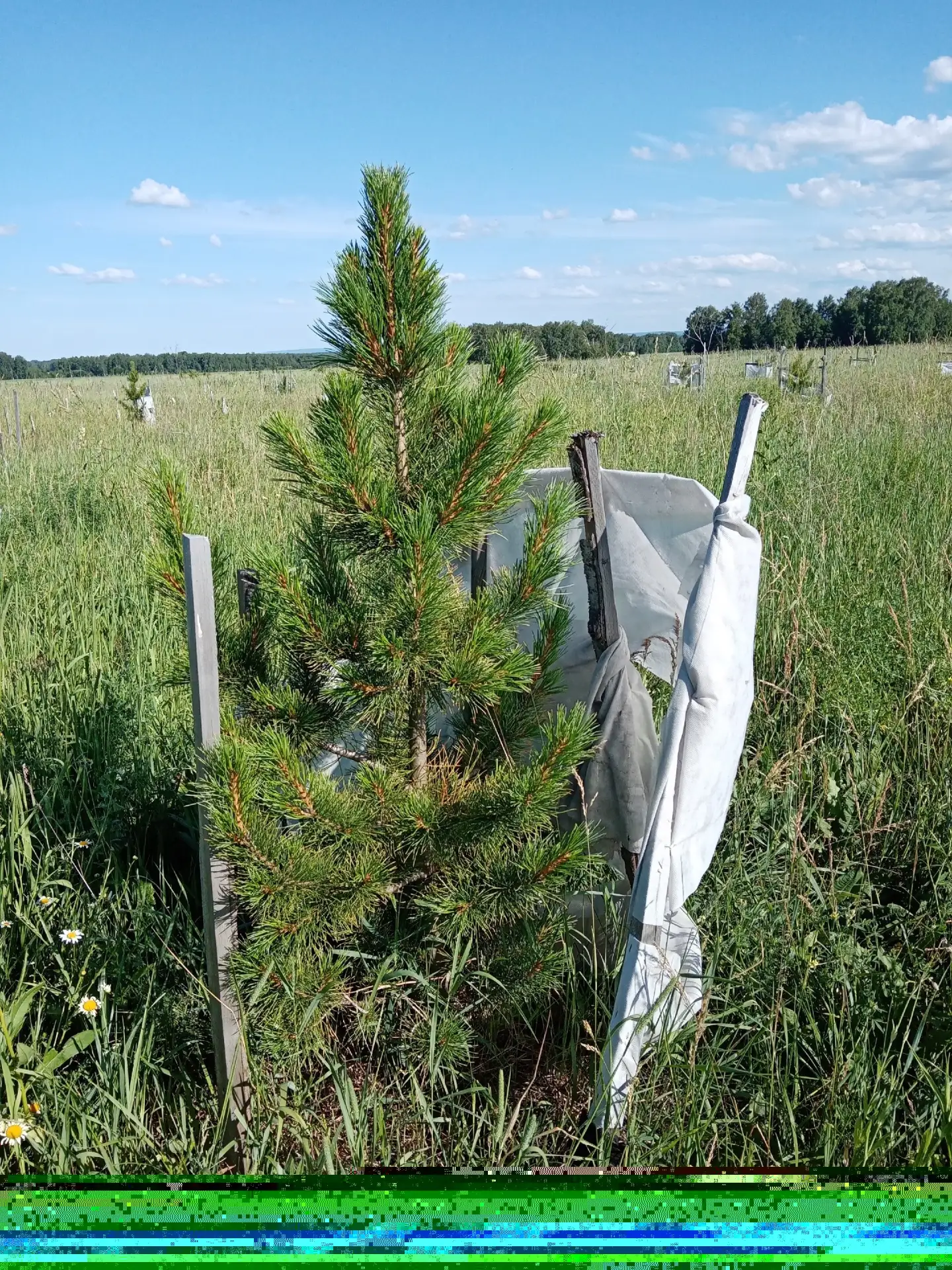 Итак, продолжим.

🌲Кедры дали хороший прирост, аж см до 30-35. Возле них очень скудная трава, поэто