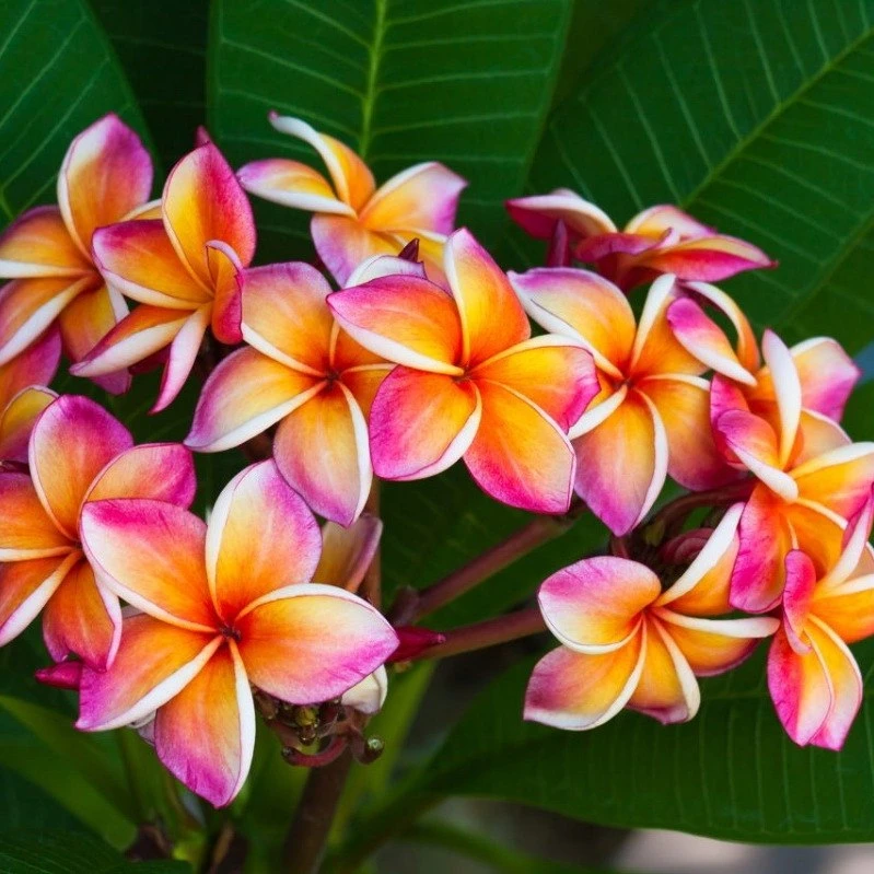 🌺🍀 Прекрасная плюмерия