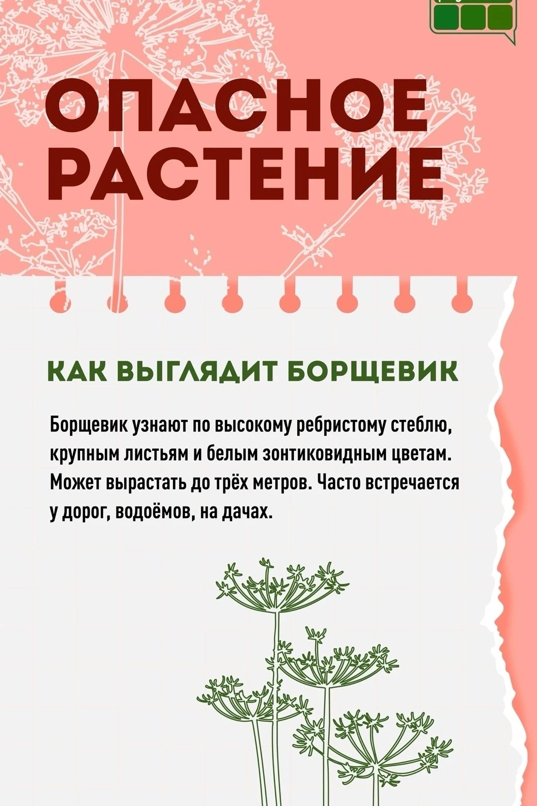 ❗️ Не обожгись: главные правила безопасности с борщевиком 
 
🏖 Лето — пора, когда дети чаще всего п