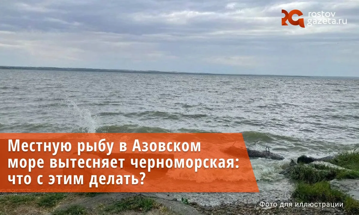 Многие виды рыбы, обитающие в Азовском море, находятся под угрозой исчезновения из-за р...