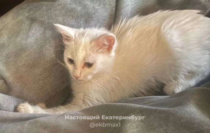 Пропала 19.06.2026 днём. Выбежала через дверь подъезда.
Адрес: Сыромолотова, 23, подъезд 6. Если кто