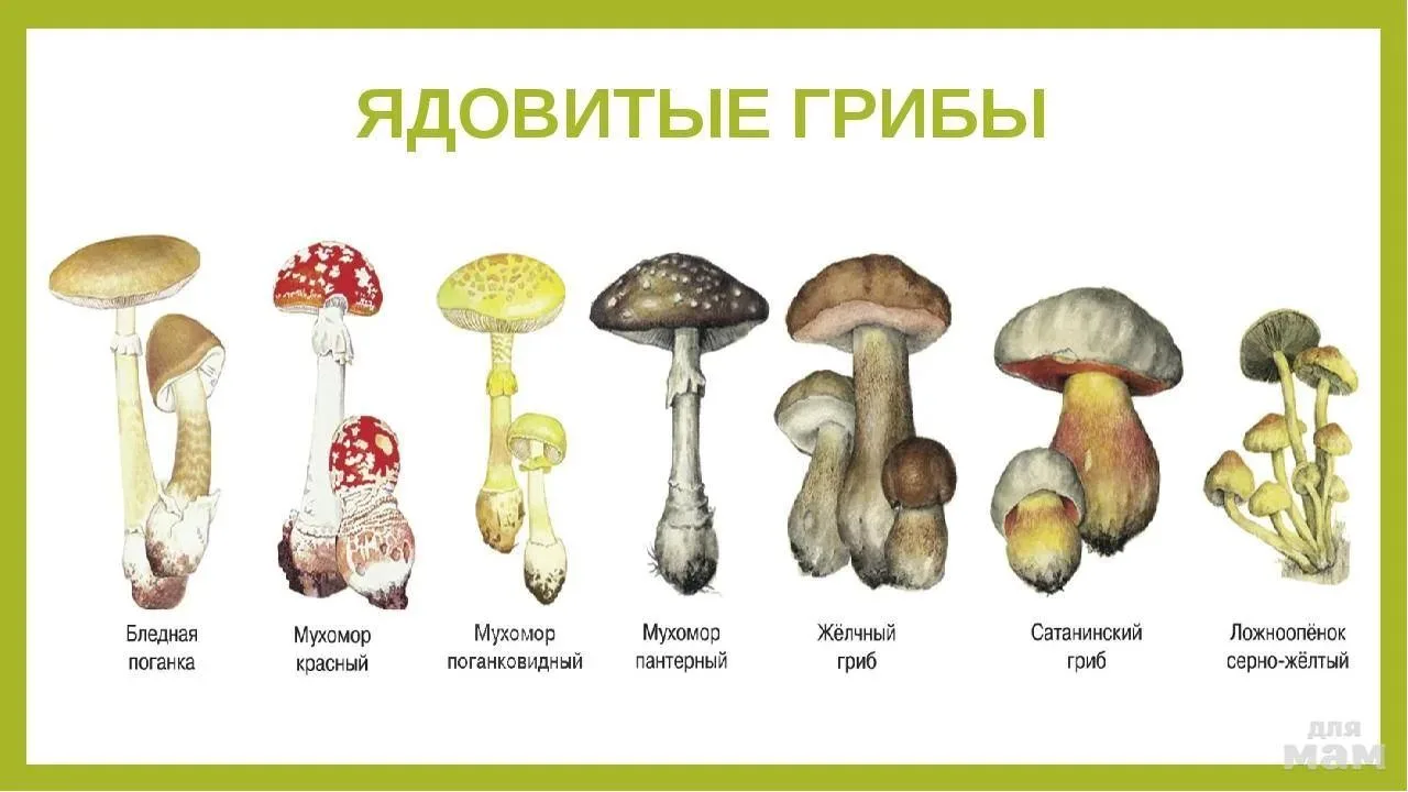 Прокуратура Молчановского района информирует!
ПАМЯТКА для родителей и детей «Внимание! Грибы!»
Разве