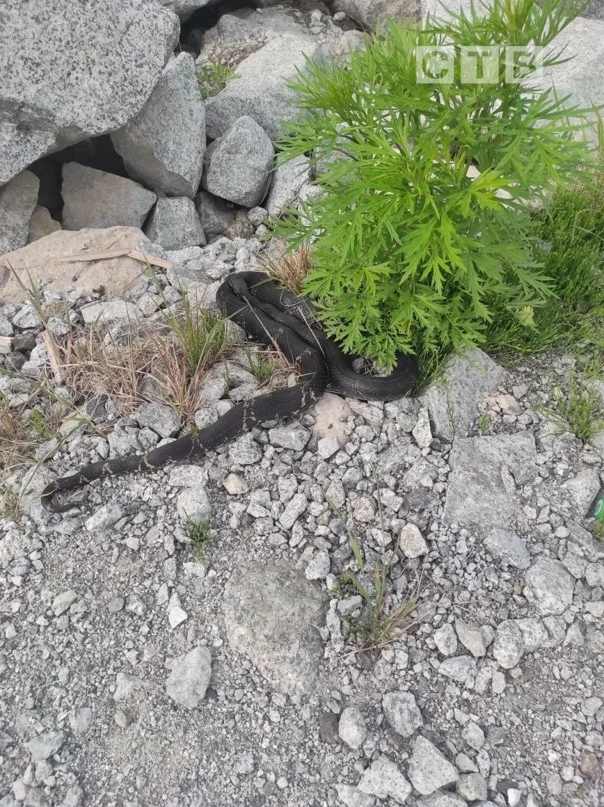 ⚡️🐍 В Славянке у озера Треуголка заметили змею  Подписчица прислала фотографии: на берегу озера Треу
