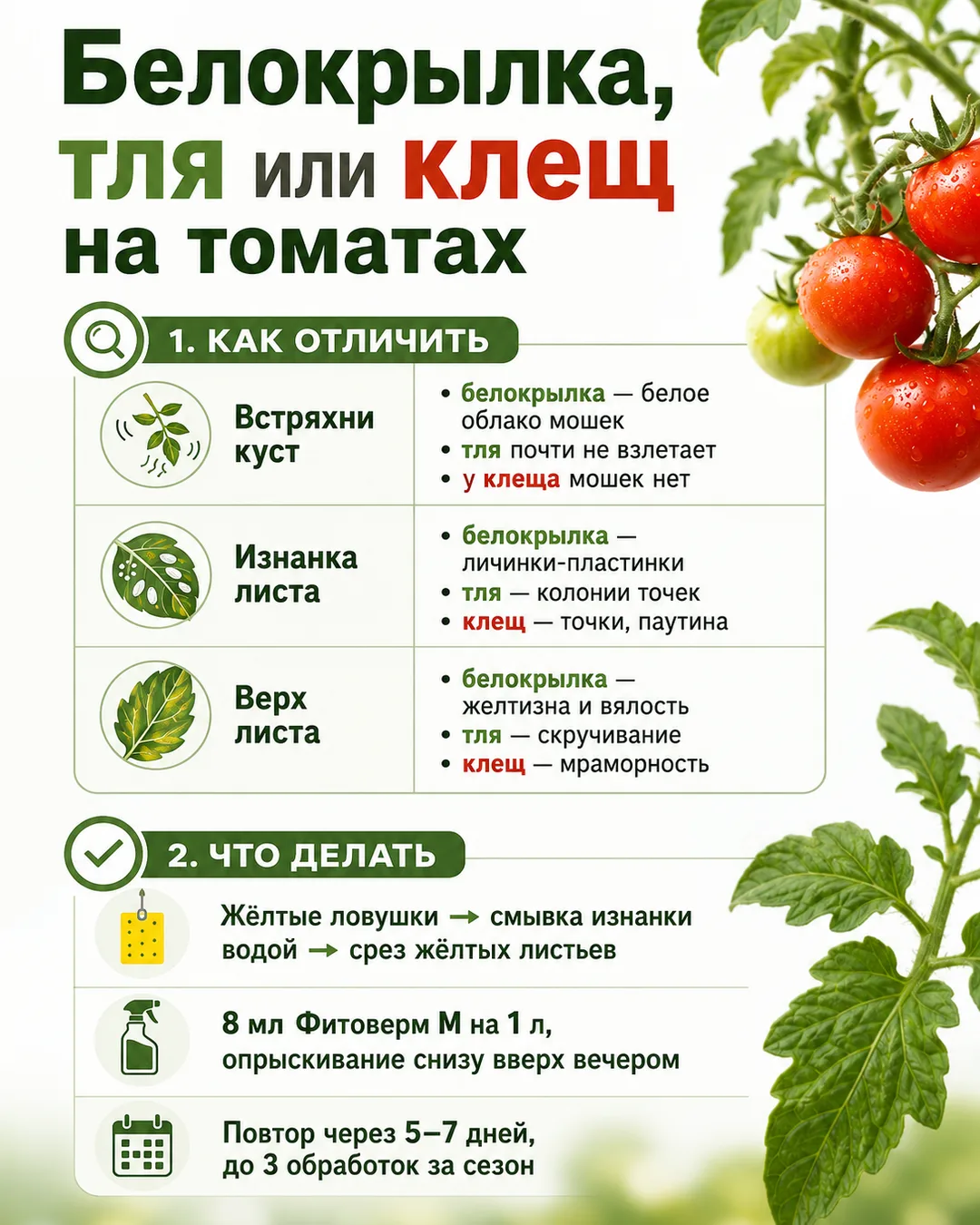 Как отличить белокрылку от тли и клеща на томатах 🍅