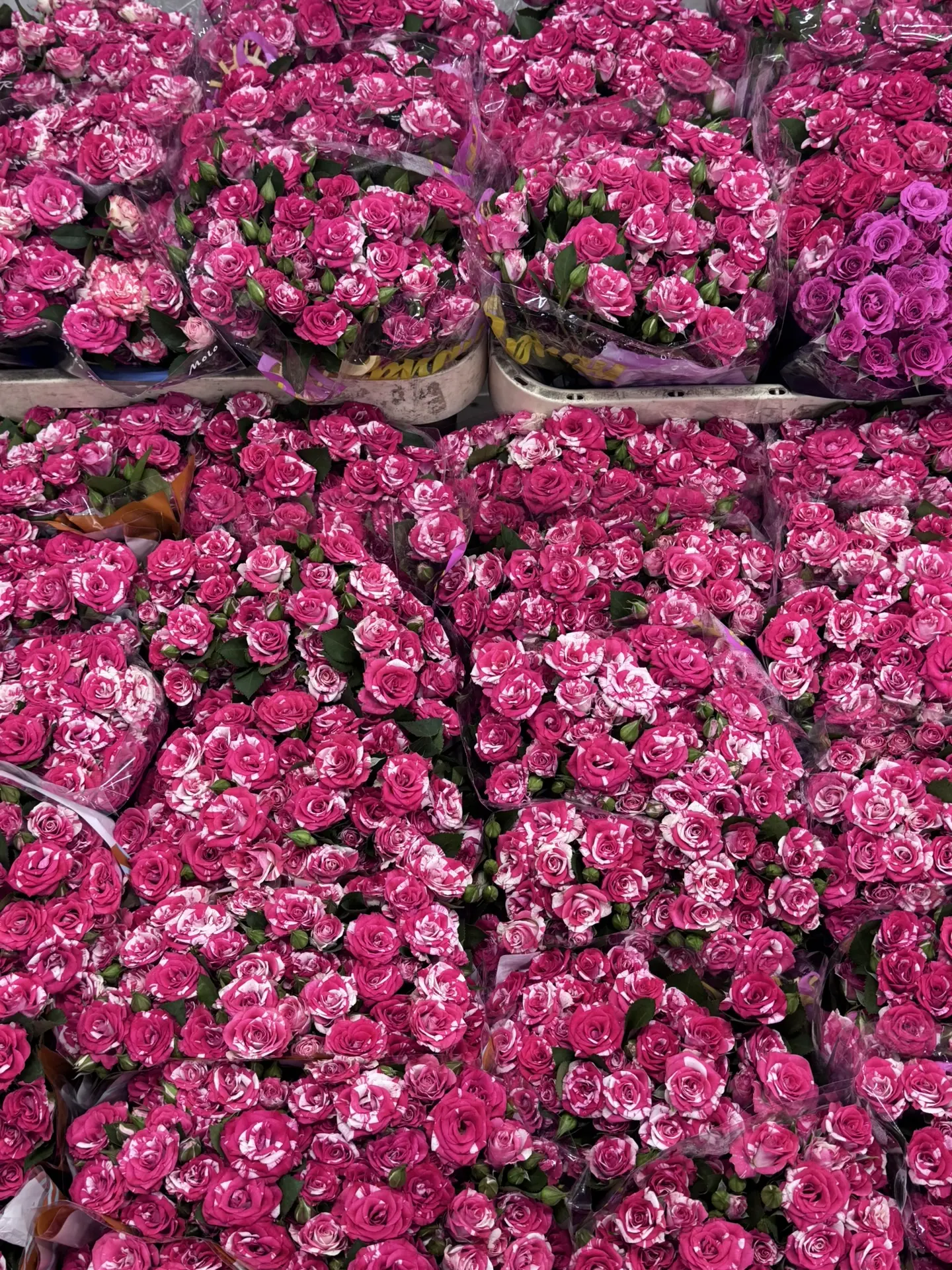 Приложение доступно для заказа 🌸🌈
