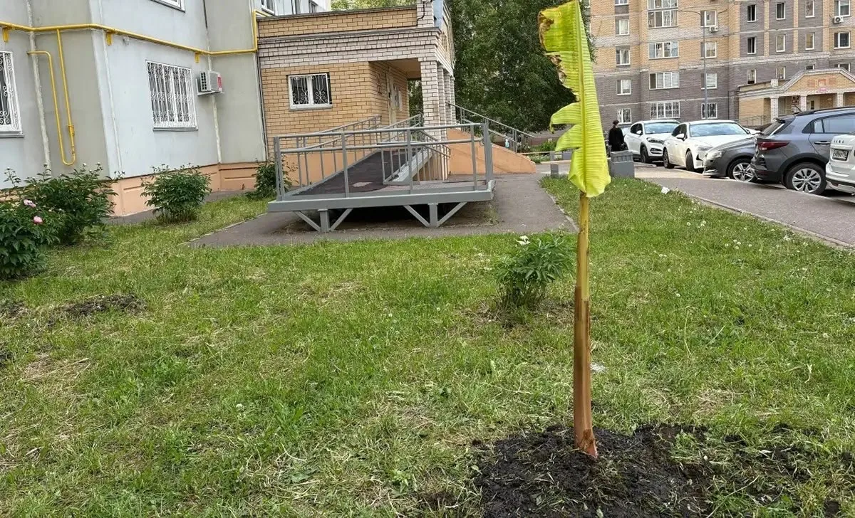 🌴 В Нижнекамске появилась банановая плантация

Житель Нижнекамска посадил у себя во дворе на улице 