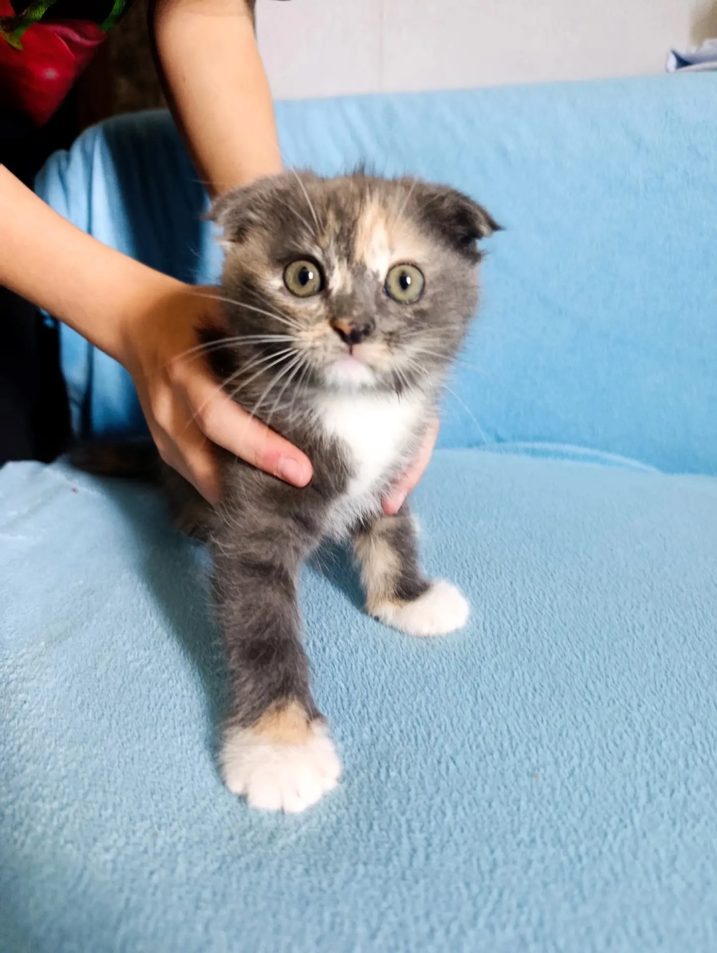 Отдам котенка, кошечку. 2 месяца