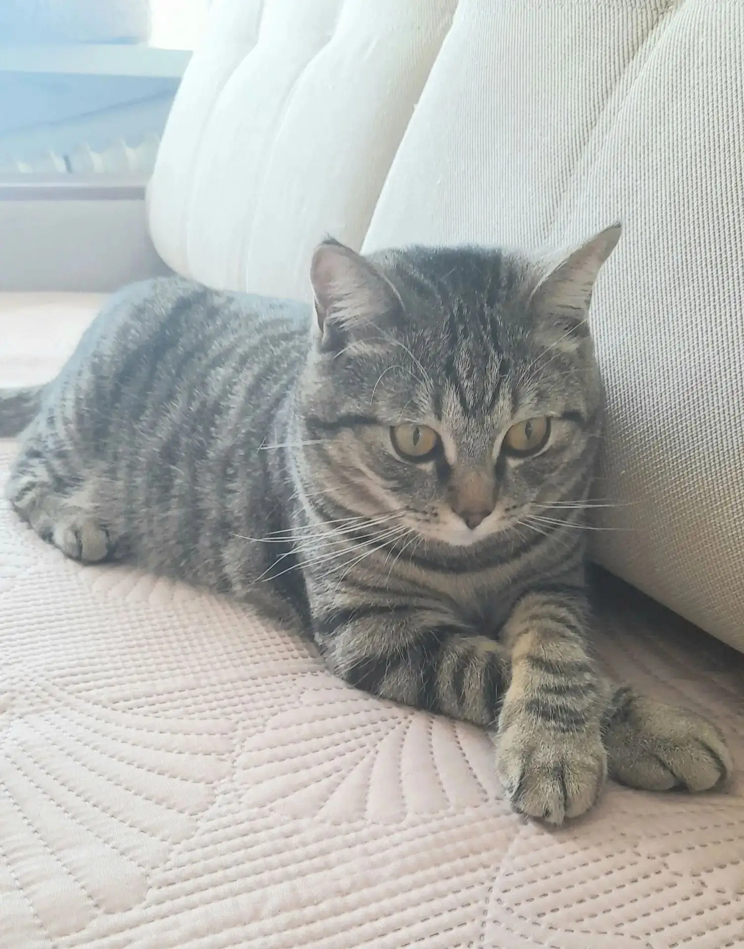 Пропал кот, 1,5 года, район КПД,  зовут Марсик. Нашедшему 20 т. рублей.  Тел. 89147223305.