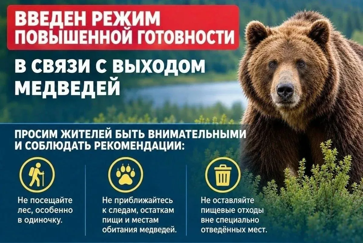 В Майминском районе введен режим повышенной готовности из-за медведей. Об этом сообщили...