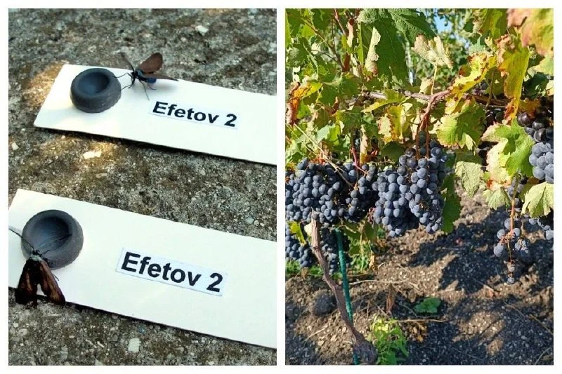 🍇 «Резиновые подруги» спасут крымский виноград от вредителей