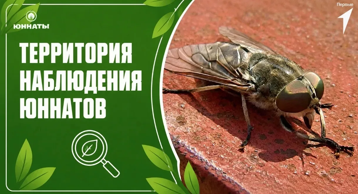 Почему на самом деле паут "злой"? 🩸🦟🔍