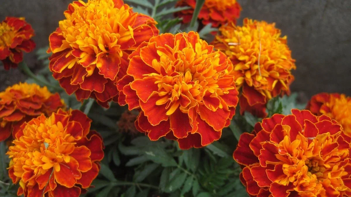 Бархатцы 🌼