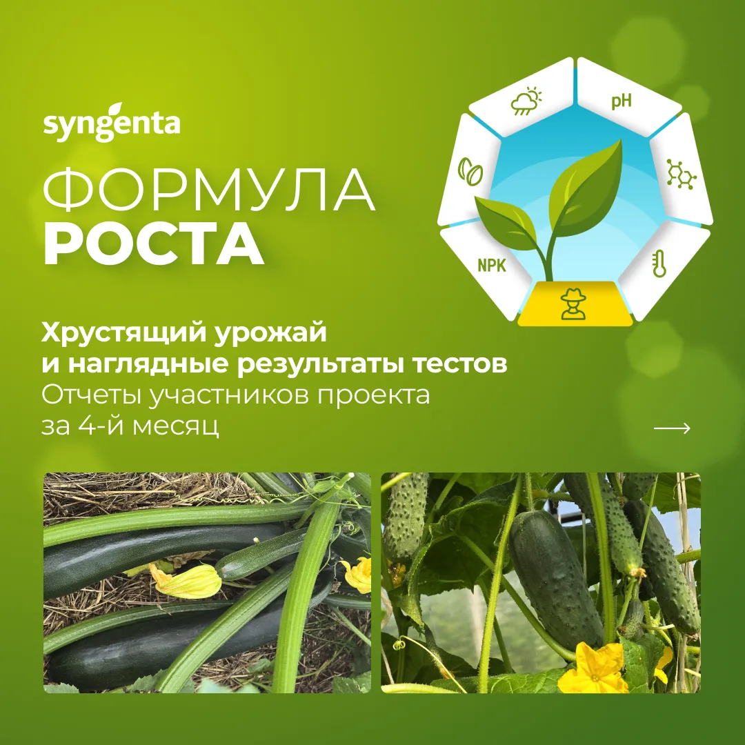 #ФормулаРостаСингенты