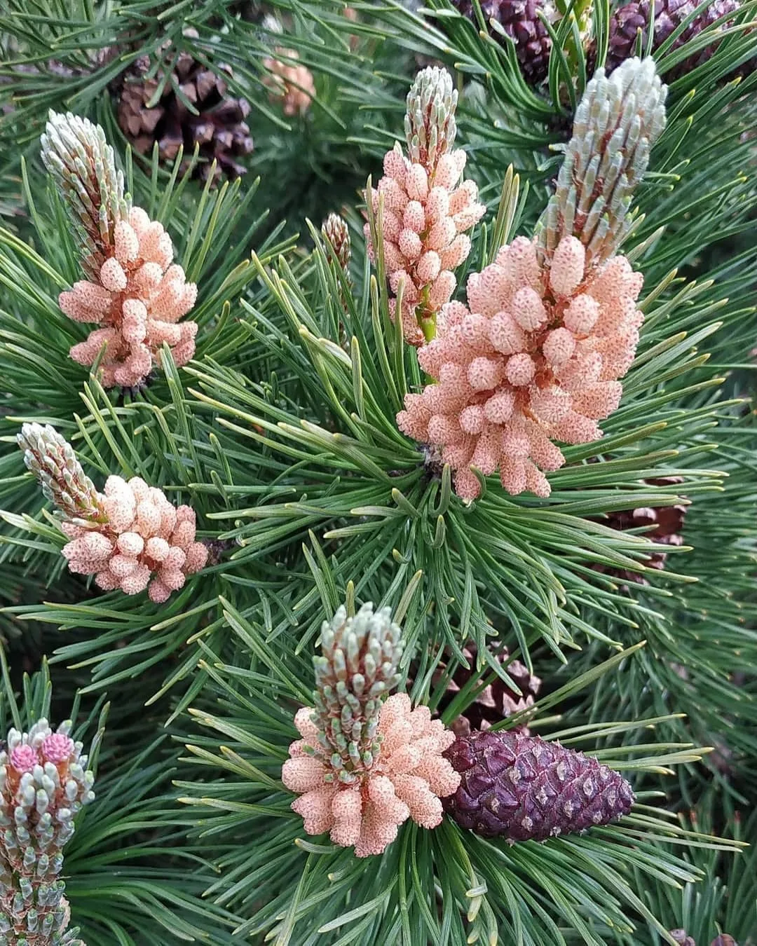 В Приэльбрусье начинается цветение сосны🌲 уникальный период, когда природа дарит нам свои целебные 