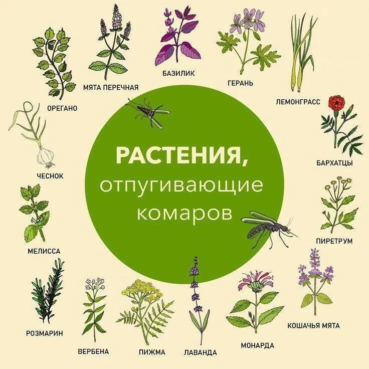 Растения, отпугивающие комаров